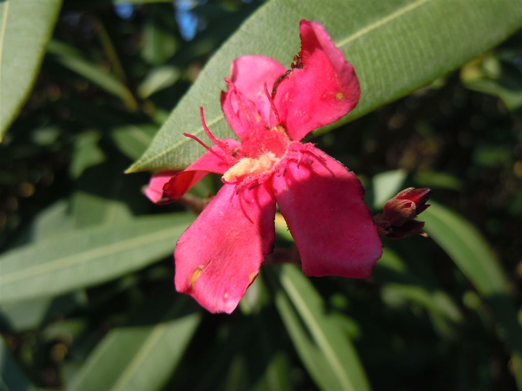 Nerium oleander / Oleandro